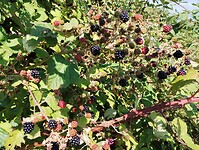 IMG_20250717_160144492