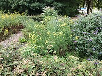 IMG_20250724_104324781