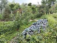 IMG_20250724_114243777