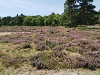 IMG_20250809_143813249