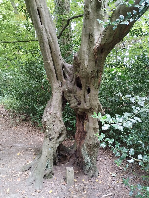 IMG_20250814_130325982