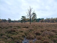 IMG_20251101_144304635_HDR