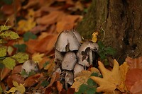 IMG-20251109-WA0006