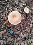 IMG_20251122_133853754