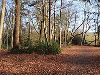 IMG_20251126_123007369
