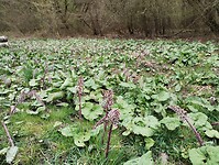 IMG_20260327_134230503