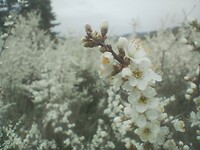 IMG_20260411_150326976