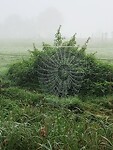 1000067931