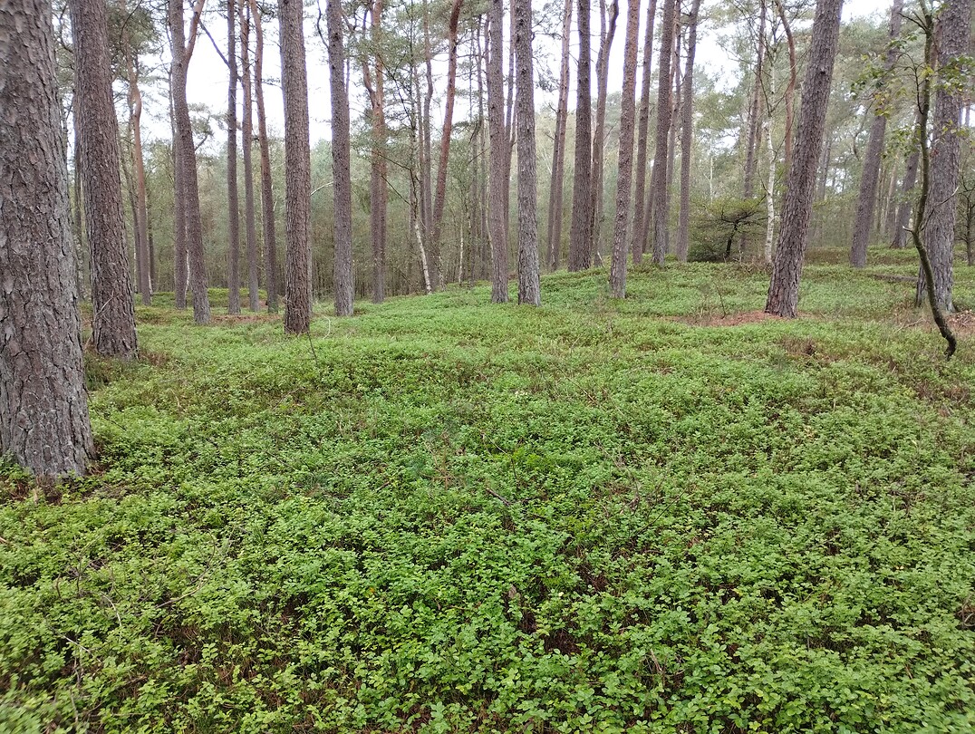 1000068573