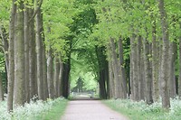 Groene kahedraal