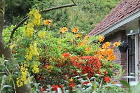 Azalea's in volle bloei