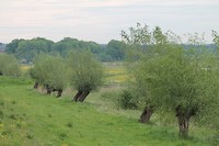 Knotwilgen in de Amerongse Bovenpolder