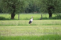Ooivaar in het weiland