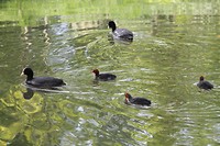 Familie te water