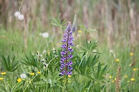 Bloeiende lupine