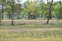 Wilde natuur