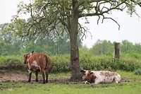 De stier van Potter