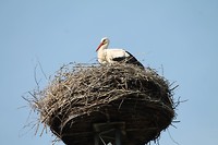 Ooievaar
