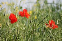 Papavers
