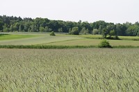 Graanakkers op de Laarzenberg