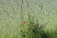 Graanveld