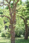 Arboretum