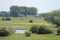 Wageningse uiterwaarden