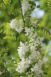 Acacia