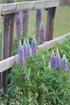 Lupine