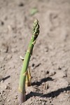Asperge
