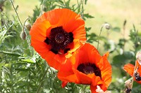 Papaver