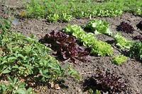 Moestuin