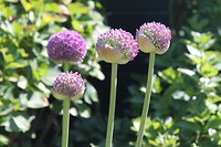 Aliums