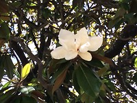 Zakdoekjesboom (Magnolia)
