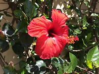 Hibiscus