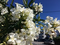 Oleander