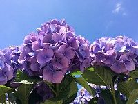 Hortensia
