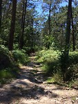 Eucalyptus bos