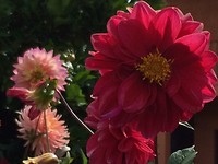 Dalia's