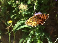 Vlinder