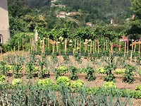 Moestuintje