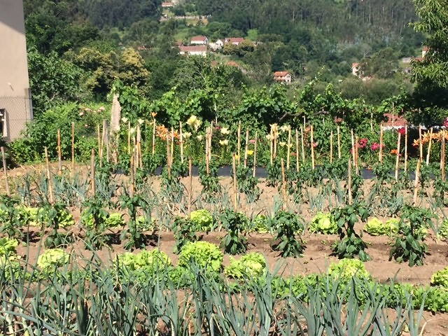 Moestuintje