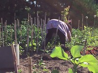 Werken in de moestuin