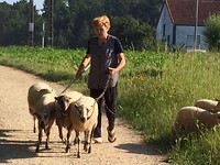 Schaapherder