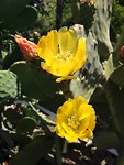 Bloeiende cactussen