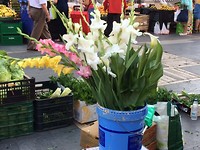 Gladiolen op de markt