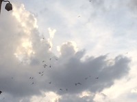 Tientallen gierzwaluwen boven ons hoofd