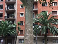 Palmen in straatbeeld