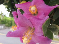 Prachtige bloem