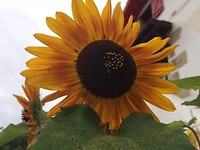 Zonnebloem bloeit